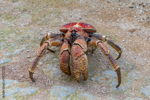 Giant robber crab, Christmas island, Australia, Indian Ocean photo