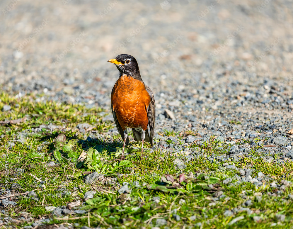 Orange Feathered Robin Orange Feathered Robin