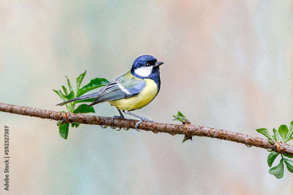 Close up of a great tit, Parus major, with body standing on branch of an elderberry, Sambucus, with freshly sprouted spring leaves against a light blurred background