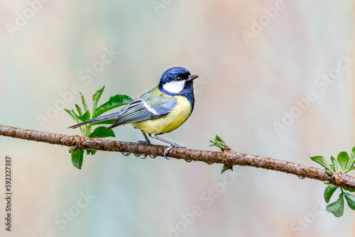 Close up of a great tit, Parus major, with body standing on branch of an elderberry, Sambucus, with freshly sprouted spring leaves against a light blurred background