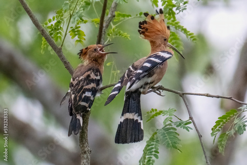 Hoopoe,  hudhud, sagacious birds in Islam taken from Lawachora forest, sylhet, Bangladesh. Hudhud has been mentioned twice in the Holy book Quran. photo