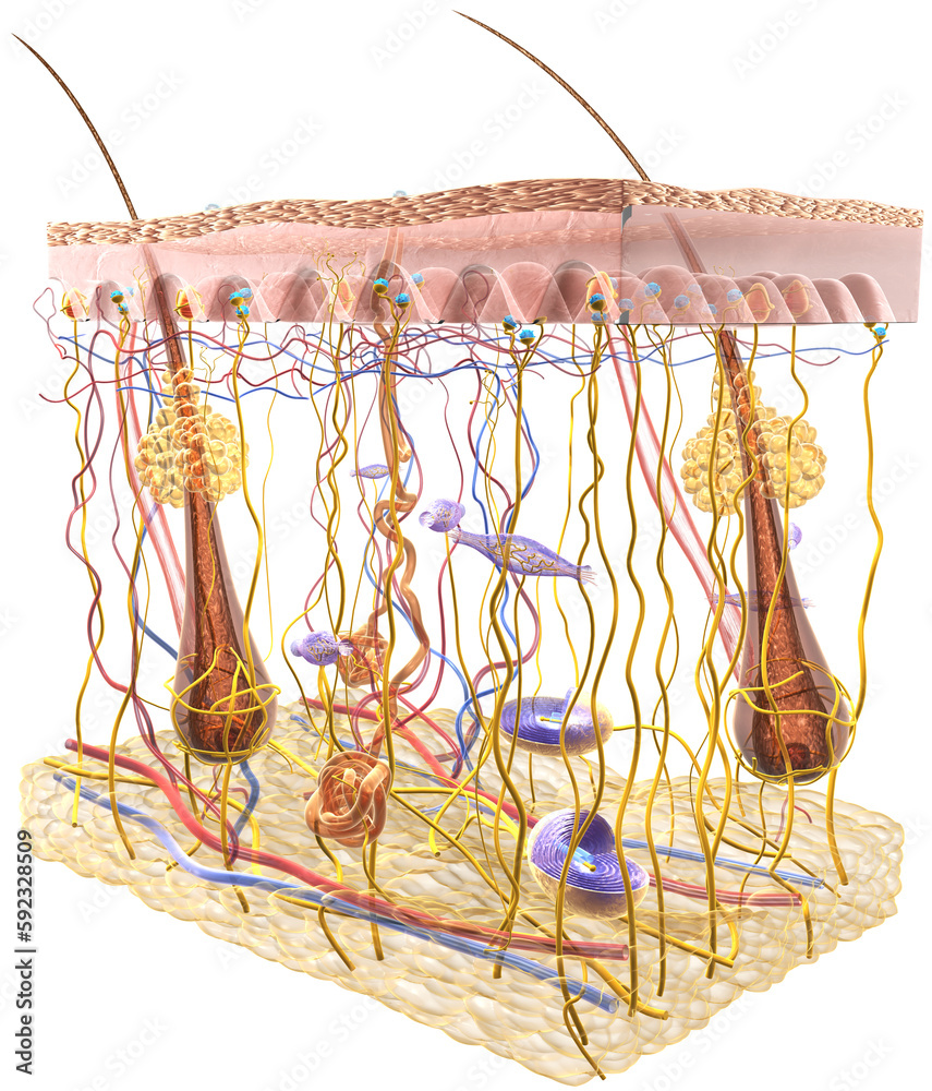 Skin Anatomy. Sensory receptors. 3D illustration Stock Illustration ... Biology Diagrams