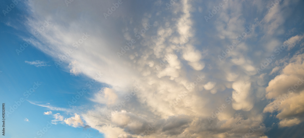 panorama sky background with high cirrus and lighted mammatus clouds