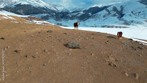 Aerial view of horses grazing in the valley of Kyrgyzstan. Snow-capped mountains against the blue sky in the Semenovskaya valley photo