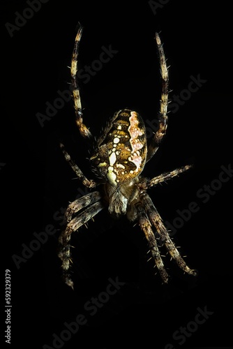 Vertical closeup shot of a garden spider on a black background