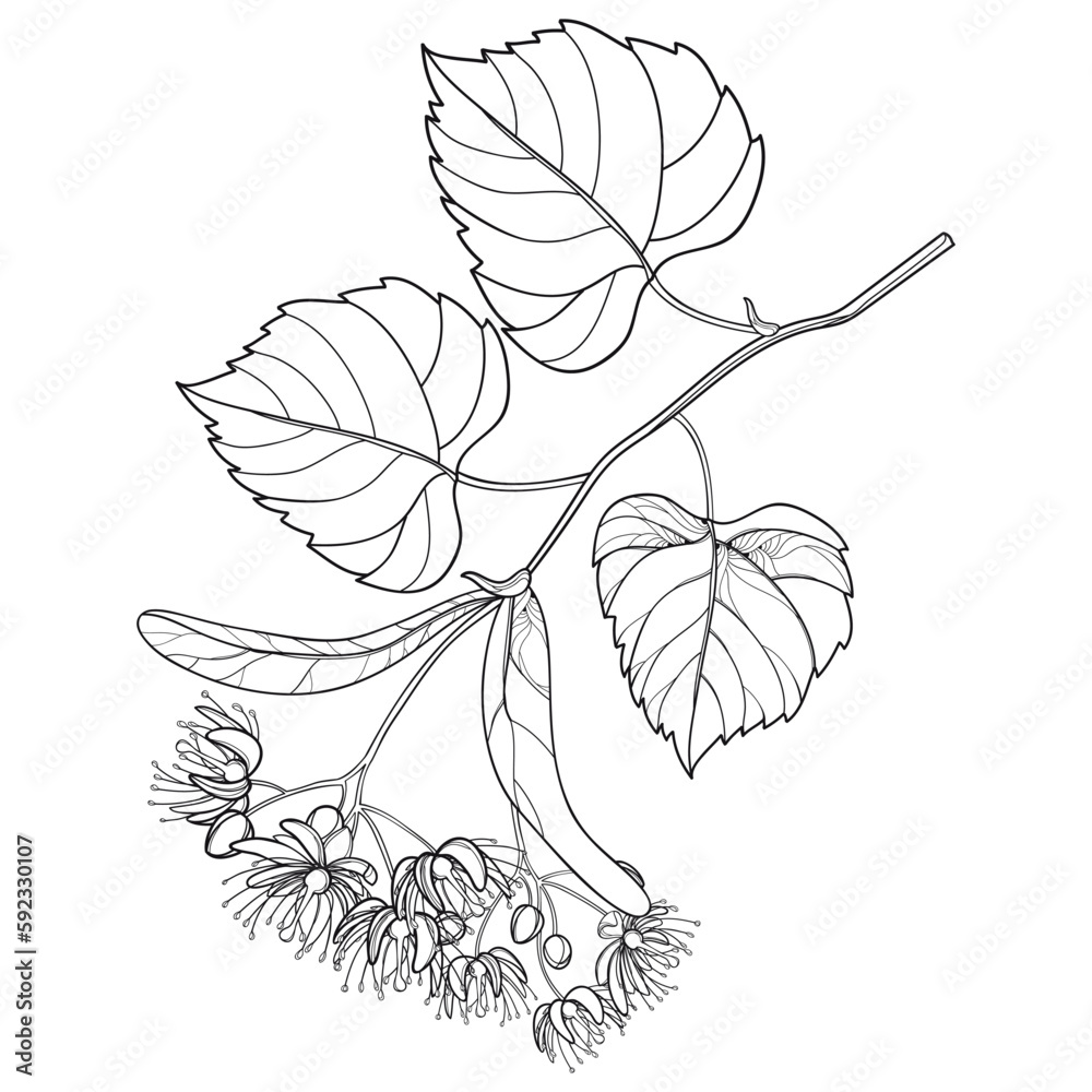 Branch of outline Linden or Tilia flower bunch, fruit and leaf in black isolated on white background.