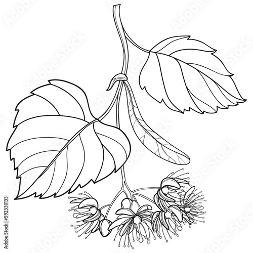 Branch of outline Linden or Tilia flower bunch, bract and leaf in black isolated on white background. 