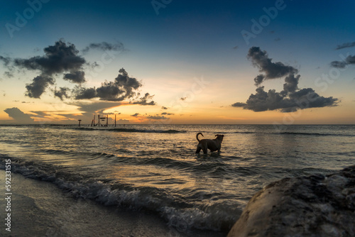 Isla Holbox Mexiko am Abend an der Küste mit einem Hund