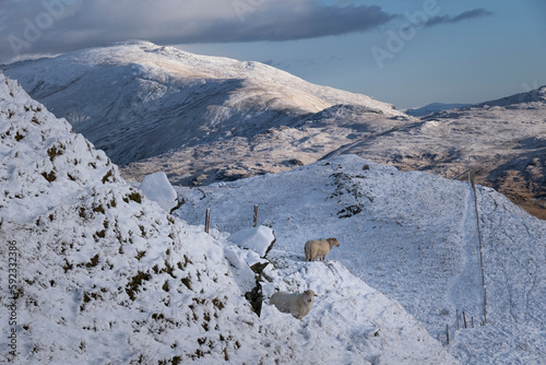 Welsh Mountain Sheep backed by Moel Siabod and the Moelwynion mountain range in winter, Snowdonia National Park, Eryri, North Wales photo
