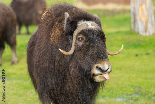 Captive muskox (Ovibos moschatus), Alaska Wildlife Conservation Center, Girlwood, Alaska photo