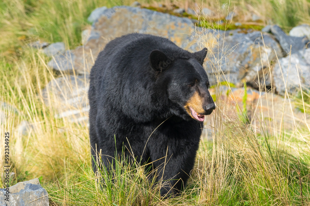 Captive black bear (Ursus americanus), Alaska Wildlife Conservation Center, Girlwood, Alaska