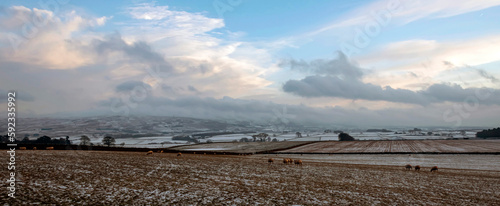 Sheep foraging on frozen fields, Lower Pennines, Eden Valley, Cumbria, Unired Kingdom photo