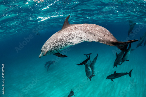 spotted dolphins in the water photo