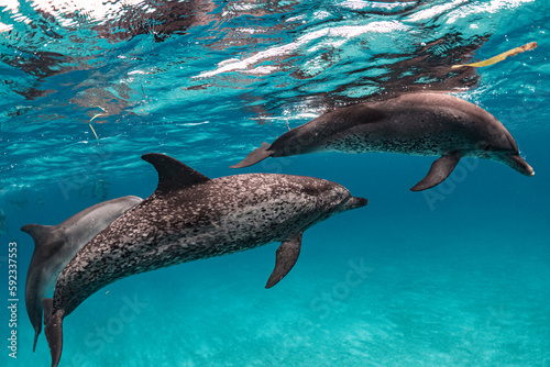 swimming with dolphins in blue waters