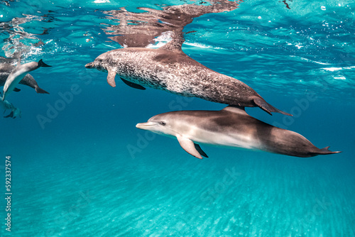 dolphins in translucide waters photo