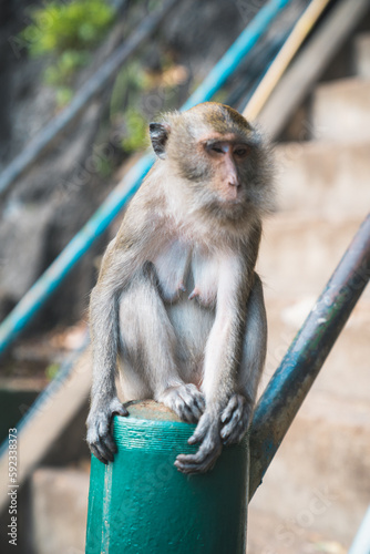 Monkeys of thailand © Florian