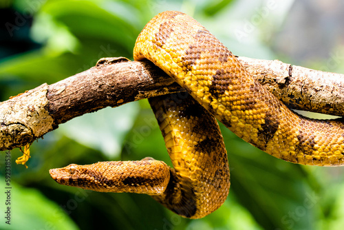 Candoia carinata, known commonly as the Pacific ground boa, Pacific keel-scaled boa, or Indonesian tree boa, is a species of snake in the family Boidae