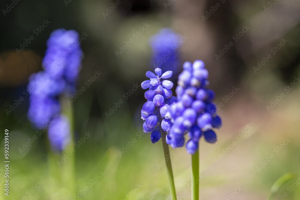 Eine schöne blaue blume im Garten in Frühling Eine schöne blaue blume im Garten in Frühling