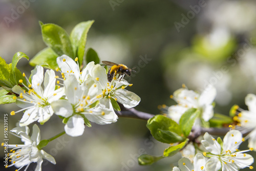 bee on a flower © tamaslaza3