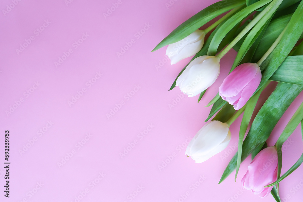 Delicate natural tulips on a pink background. Flat lay, top view, copy space. Mother's day concept.