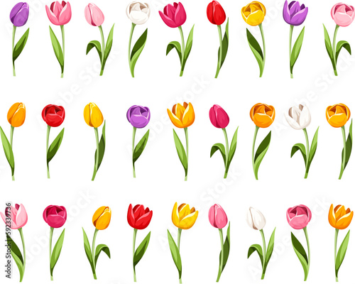 Colorful tulips. Set of tulip flowers isolated on a white background. Vector illustration photo