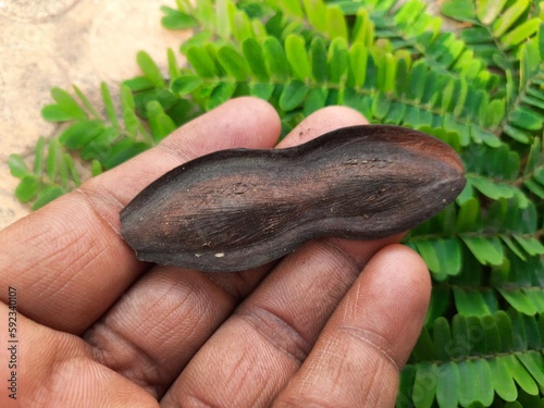 Peltophorum pterocarpum fruits.  Its other names  copperpod, yellow-flamboyant, yellow flametree, yellow poinciana and yellow-flame. This  is a species of Peltophorum.  photo