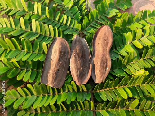 Peltophorum pterocarpum fruits.  Its other names  copperpod, yellow-flamboyant, yellow flametree, yellow poinciana and yellow-flame. This  is a species of Peltophorum.  photo