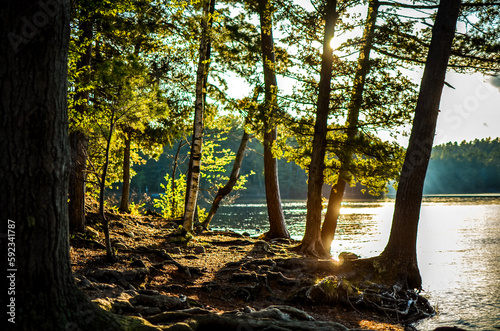 forest evening