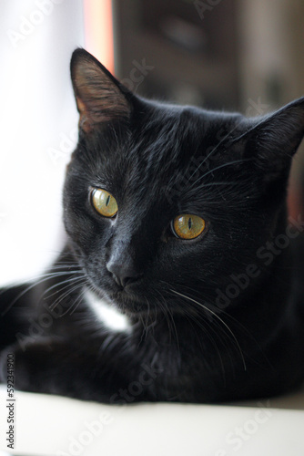 black and white cat