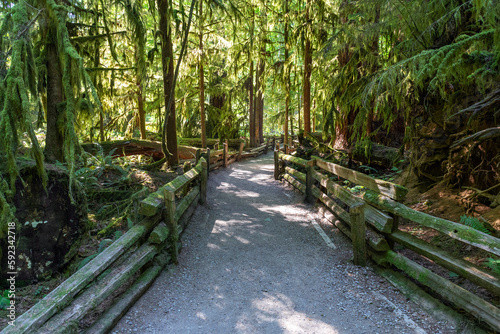 Walking path in Cathedral Grove with western cedar trees and douglas fir, Macmillan provincial park, Vancouver Island, Canada. photo