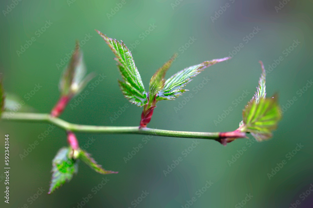 Fototapeta premium Colorful spring plants after rain