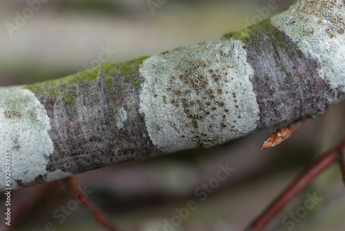 Closeup of Lecanora chlarotera - a crustose lichen on a tree branch in the United Kingdom
