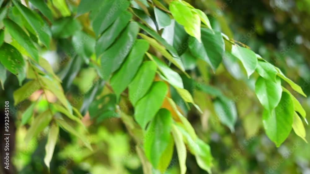 Pterospermum javanicum leaves with a natural background. Indonesian call it wadang Pterospermum javanicum leaves with a natural background. Indonesian call it wadang