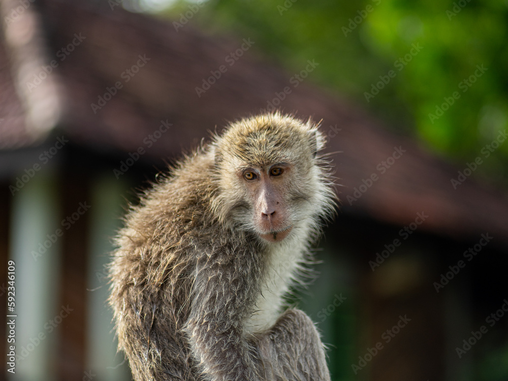 Naklejka premium Long tailed mongkey (Macaca fascicularis). Faced on close up
