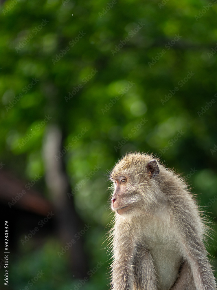Long tailed mongkey (Macaca fascicularis). Faced on close up Long tailed mongkey (Macaca fascicularis). Faced on close up