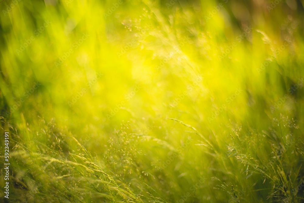 Closeup shot of green grass in a field