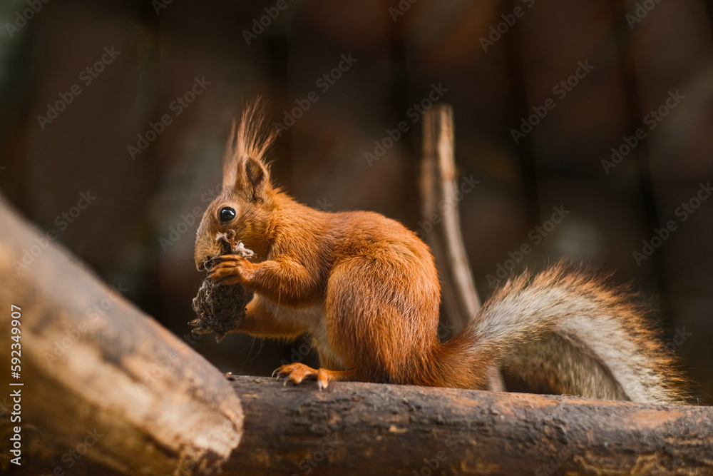 Fototapeta premium Squirrel nibbles food while sitting on a branch