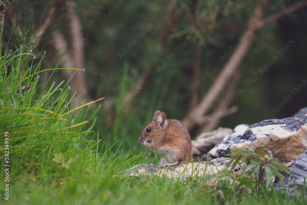 a portrait from the nocturnal yellow necked mouse, apodemus flavicollis, in the garden is sitting on a stone at a rainy spring morning a portrait from the nocturnal yellow necked mouse, apodemus flavicollis, in the garden is sitting on a stone at a rainy spring morning