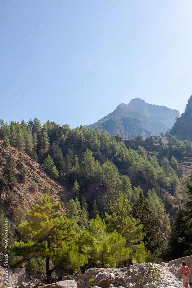 forest and mountain landscape, trails of travelers and mountains in the distance. Wooden bridges and streams