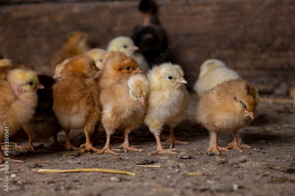 Little chickens at a poultry farm.
