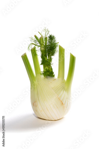 Fennel root with shoots on a white background