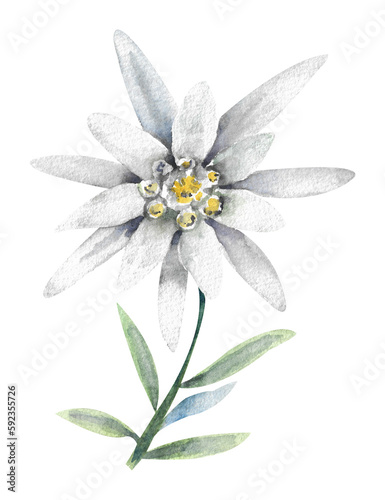 Edelweiss flower. White edelweiss flower on a white background close-up