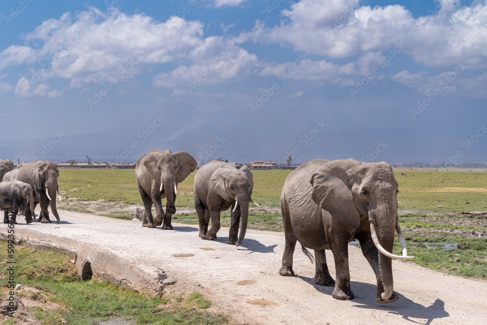 Elephant herd family walks across the road in Amboseli National Park Kenya Elephant herd family walks across the road in Amboseli National Park Kenya