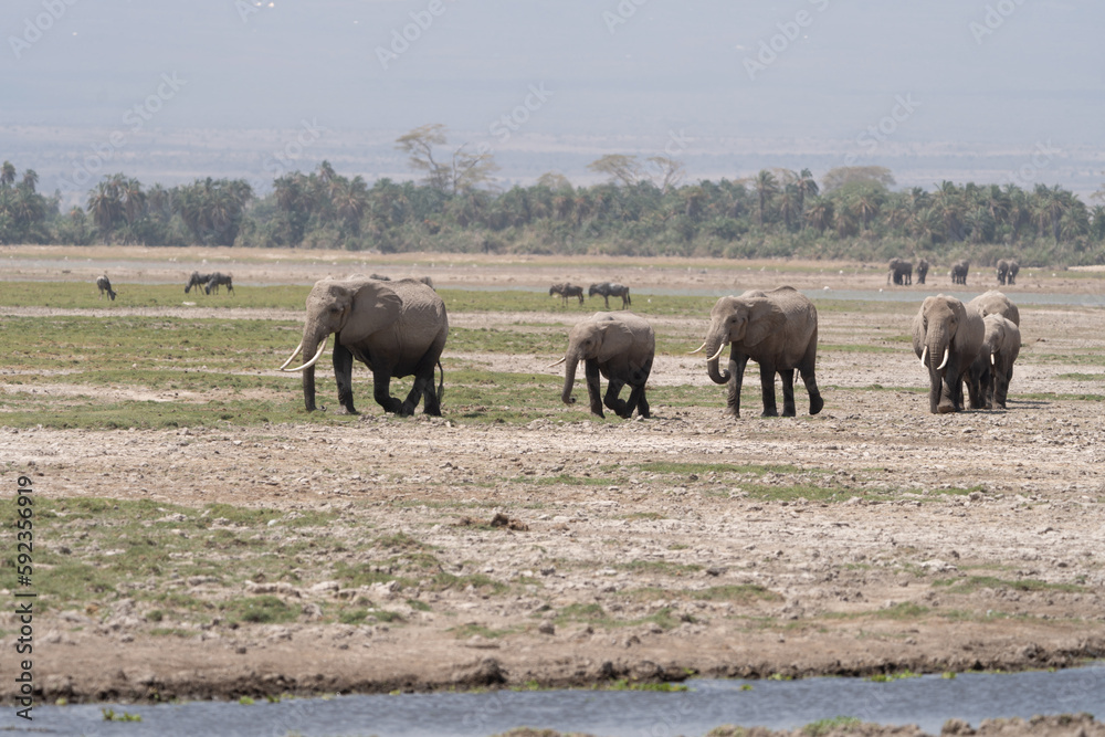Herd of elephants walk together in Amboseli National Park Kenya Herd of elephants walk together in Amboseli National Park Kenya