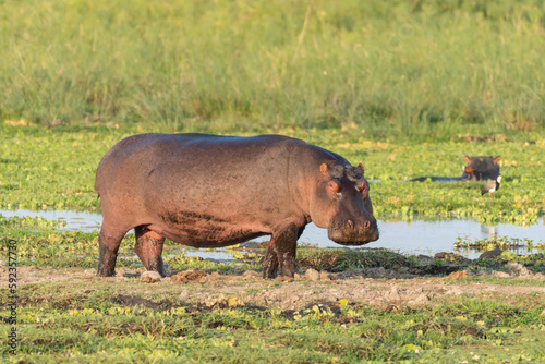 Hippo looks at camera in the early morning, on land, in Amboseli National Park Kenya