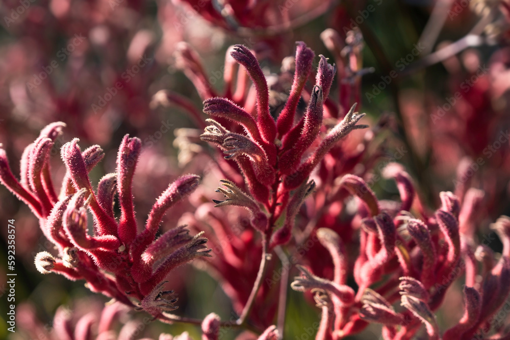 Anigozanthos flavidus, commonly known as the tall, yellow, or evergreen, kangaroo paw which grows in South West Australia Anigozanthos flavidus, commonly known as the tall, yellow, or evergreen, kangaroo paw which grows in South West Australia