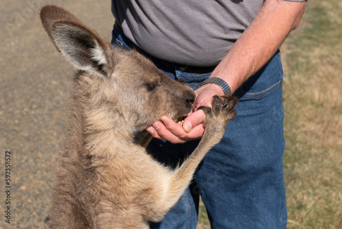 Kangaroo feeding from a man's hand. The animal clamps its paw around the hand