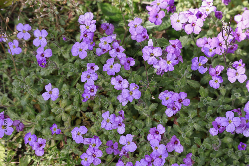Garten Blaukissen, Blumen, Bodendecker, Blüten Garten Blaukissen, Blumen, Bodendecker, Blüten