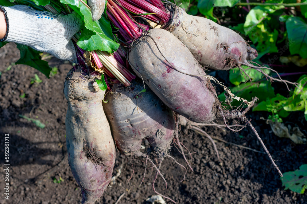 Naklejka premium Bunch of ripe purple raw beetroots freshly picked from garden vegetable bed. Seasonal works in countriside. Cultivation and harvesting vegetarian food.