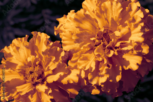 Floral botanical background made of macro photo of many delicate petals of blossoming blooming bright orange marigold flowers. Natural backdrop, macrophotography